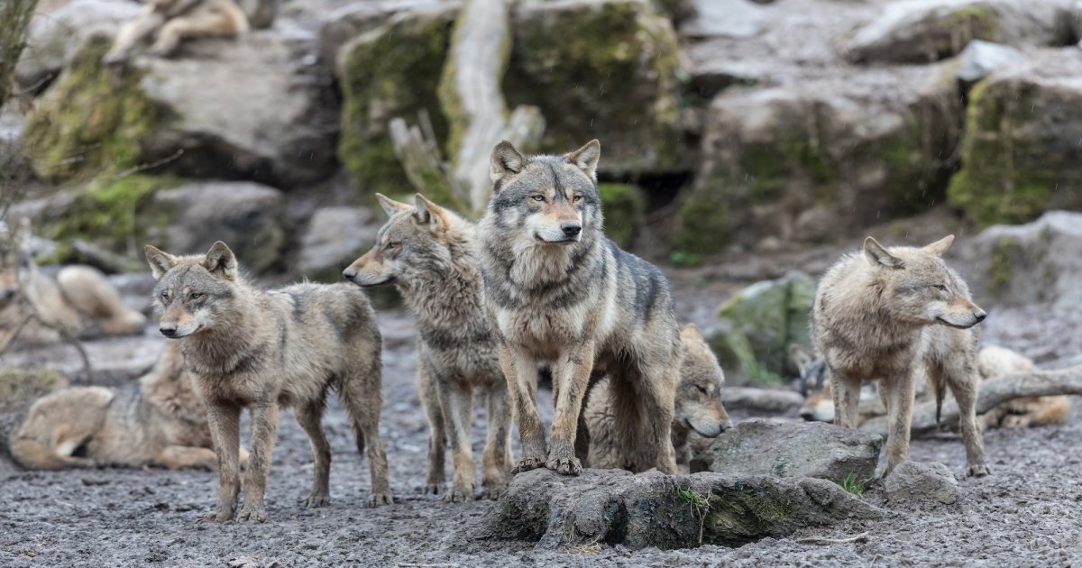 Idaho Offers to Pay Hunters Up to $2,500 to Cull Wolf Population