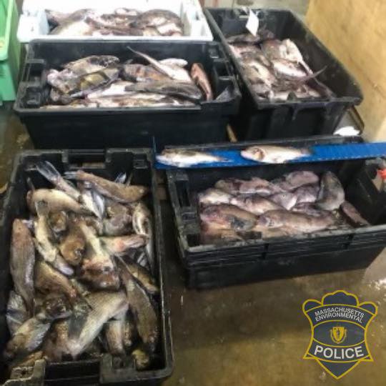 Fish Poachers Busted by Mass. Environmental Police