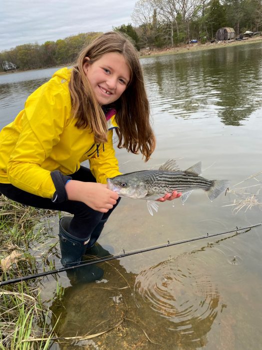 Poor Spawn is Bad News for Striper Stock