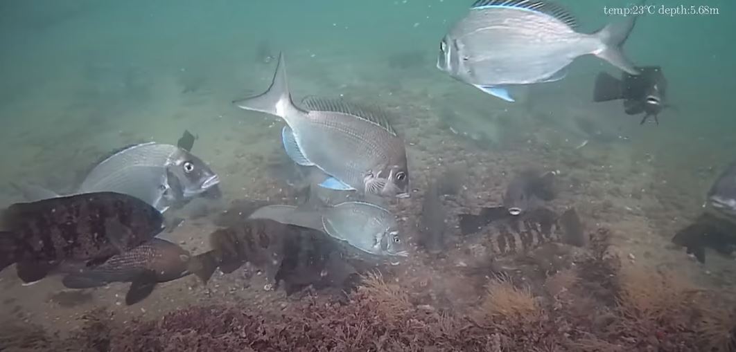 Underwater Video: Fall Tautog Fishing with Jigs