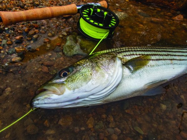 Why Striper Fishing Can Be Great in November