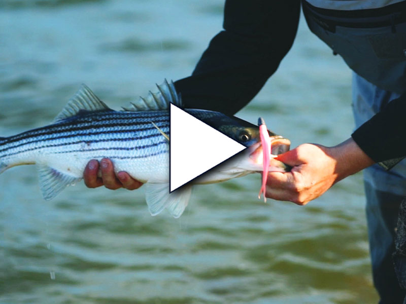 Our Top Fishing Videos of 2021