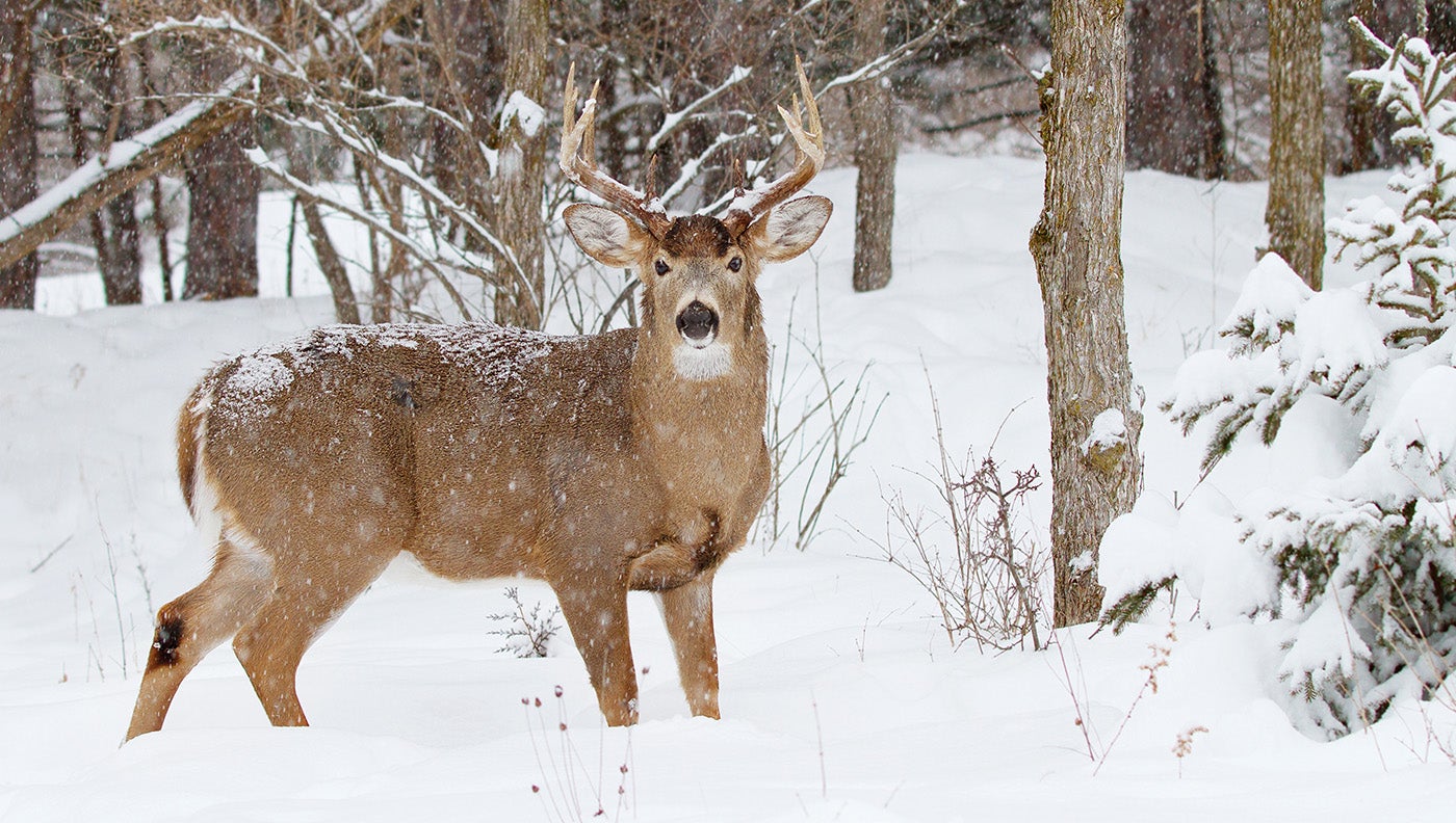 How to Hunt Giant Bucks in the Coldest Weather