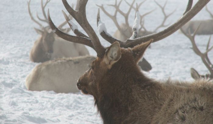 RMEF Shells Out $180,000 To Aid Elk Migration Research