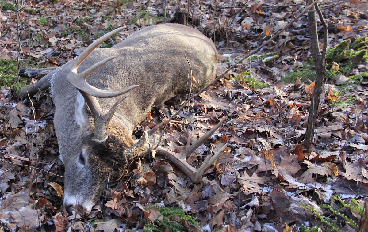 How to Hunt Shy, Old Whitetail Deer