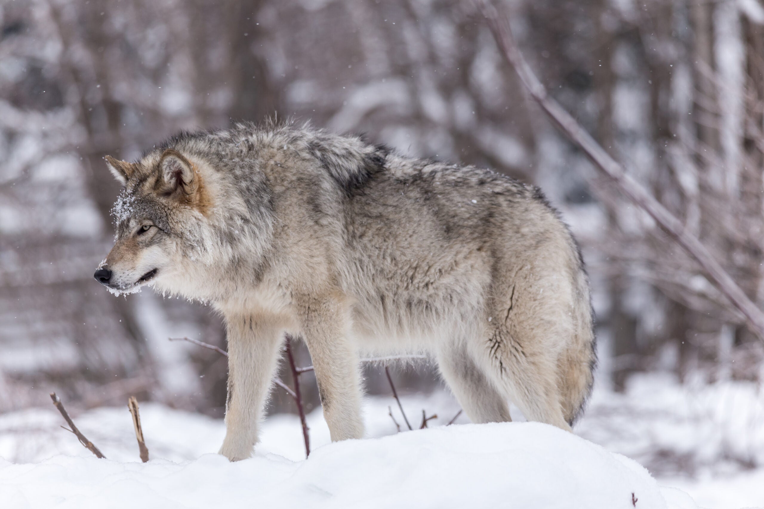 Wisconsin Wolf Hunt On Hold Until At Least Next Fall