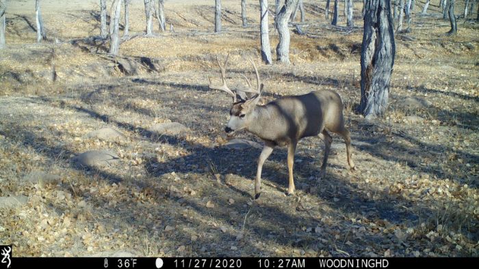 Utah Could Ban Wireless Trail Cams for Hunting