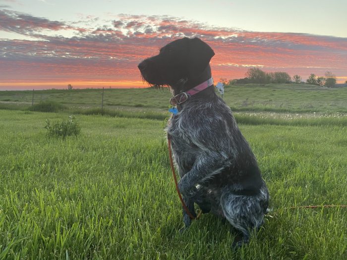 Keeping Our Dog Safe with Ranger Ready Repellents