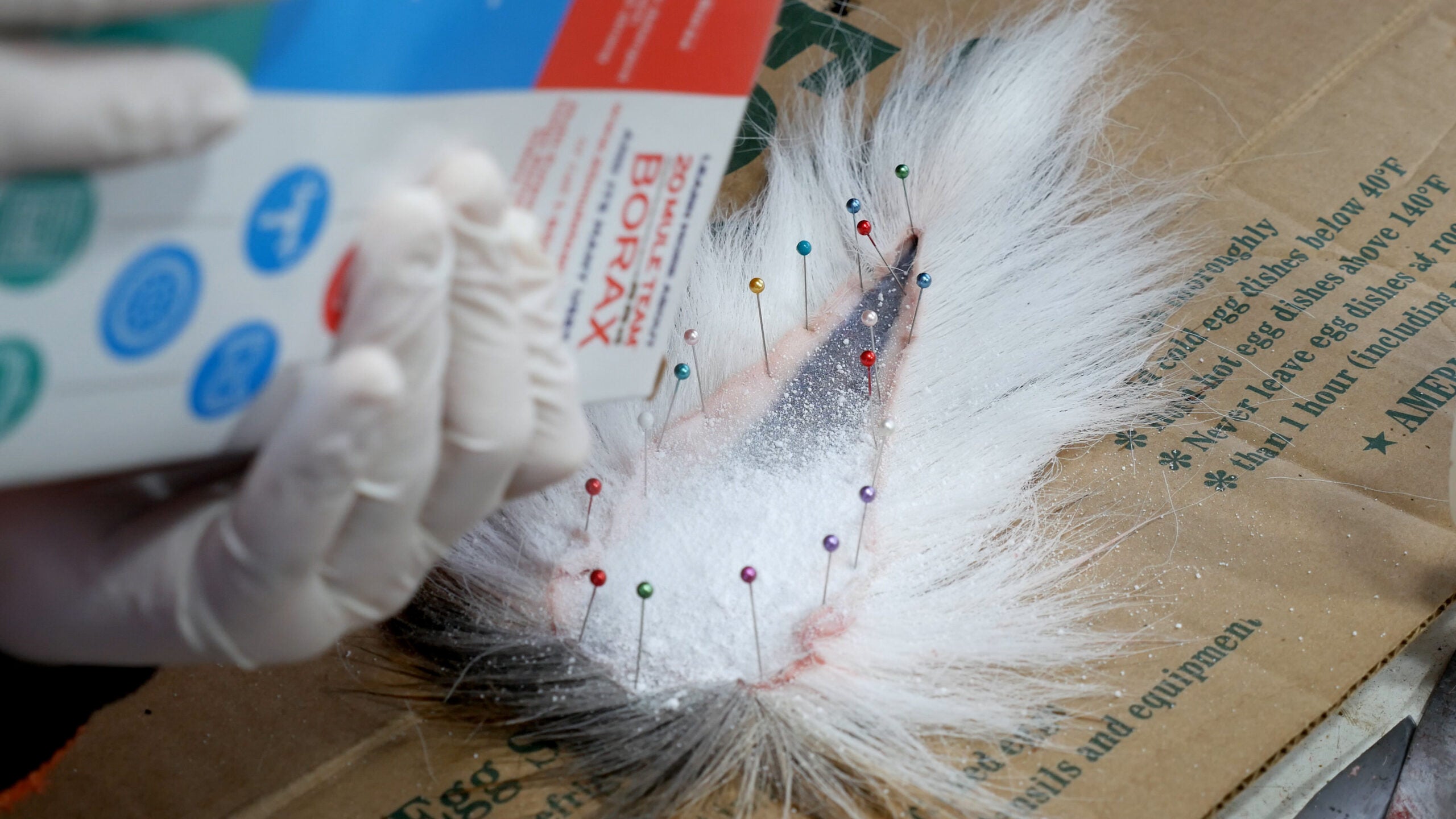 How to Preserve a Deer Tail For Tying Flies