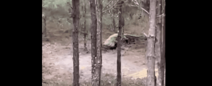Watch a Massive Alligator Swagger Through Deer Woods