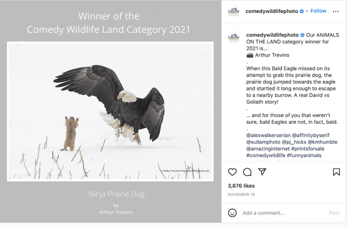 Please Enjoy the Winners From the Comedy Wildlife Photo Awards
