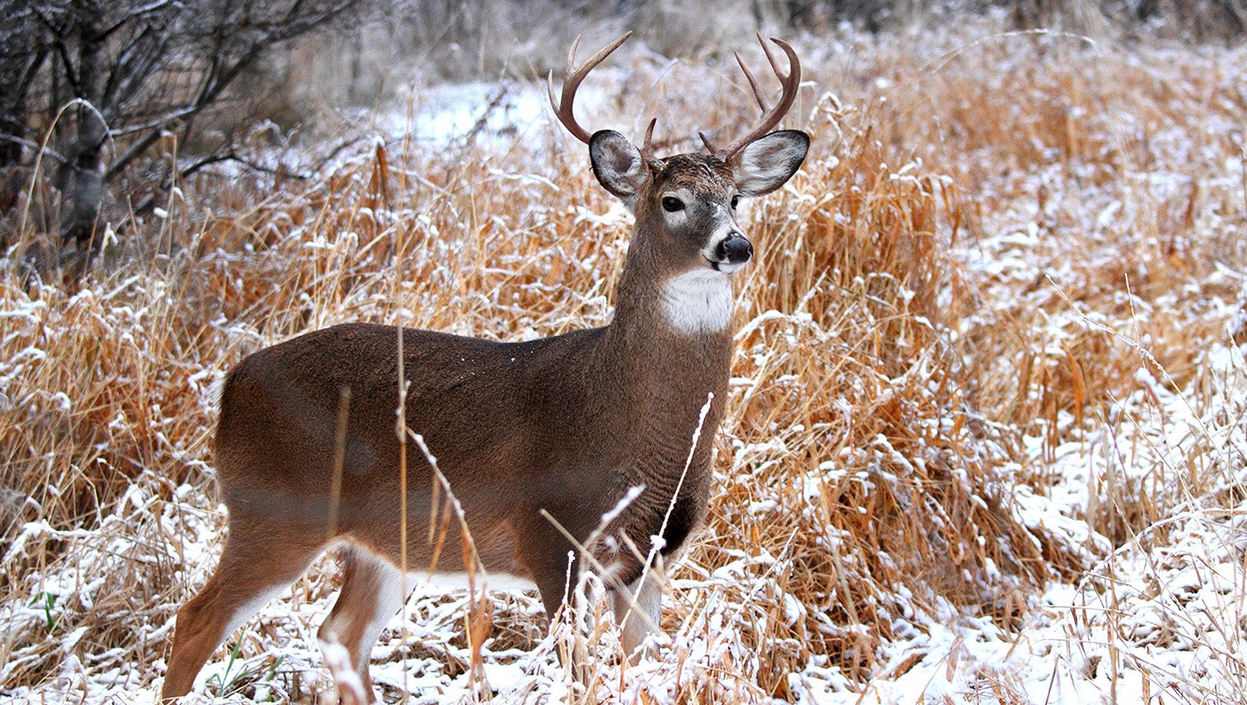 How to Hunt Deer In Bad Winter Weather