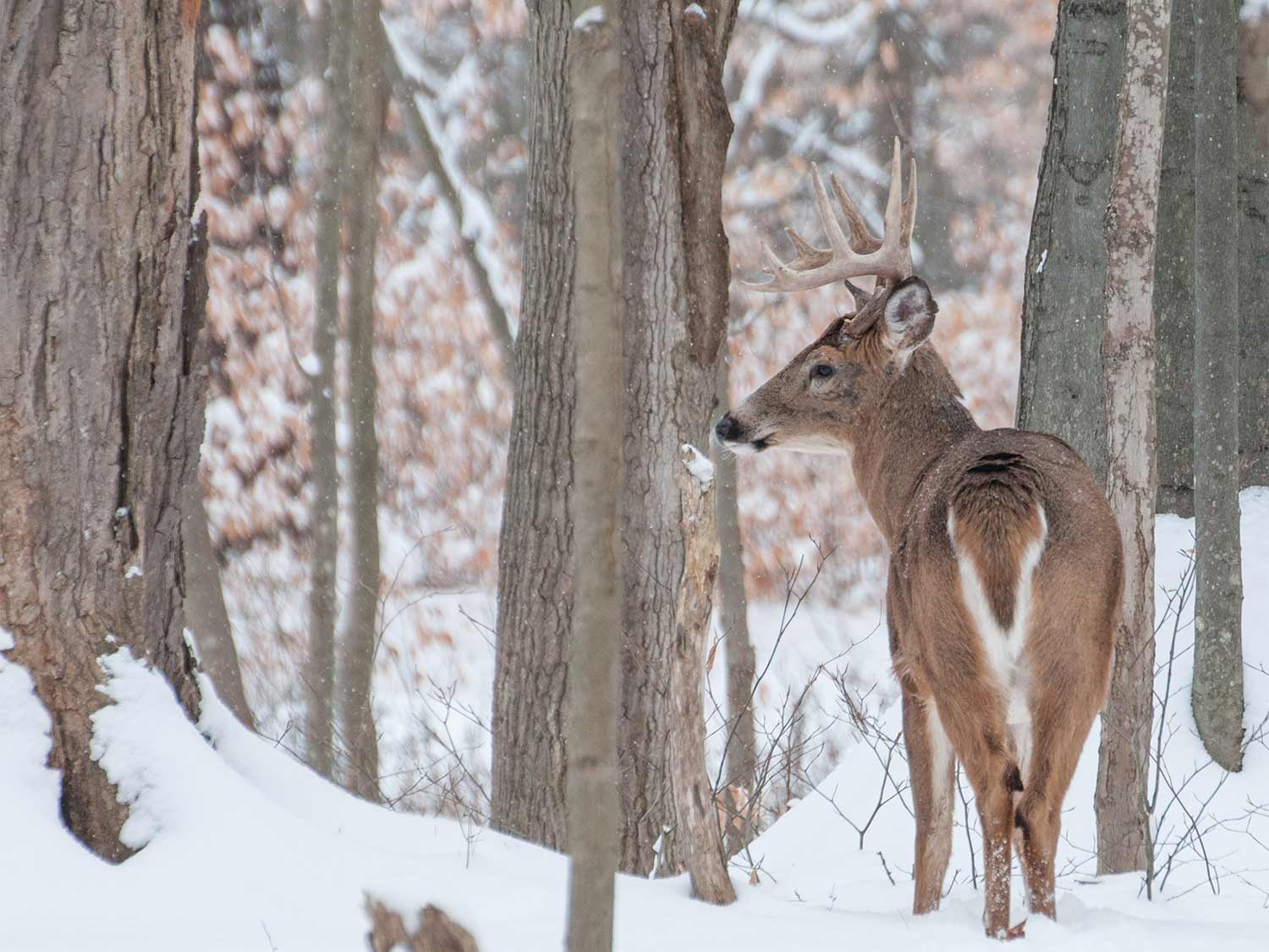 How to Track a Whitetail Deer in the Snow with a Buddy