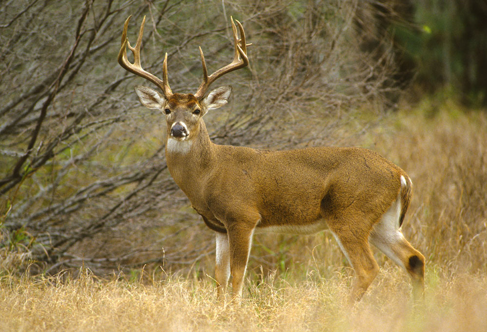 A Beginners Guide to Bow Hunt the Rut
