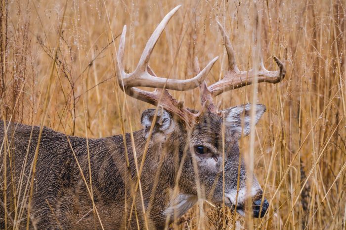 Maine’s Deer Harvest Is the Highest Its Been Since 1968