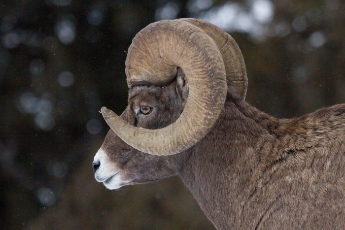 Utah Plans a Bighorn Sheep “Nursery” on Private Ranch
