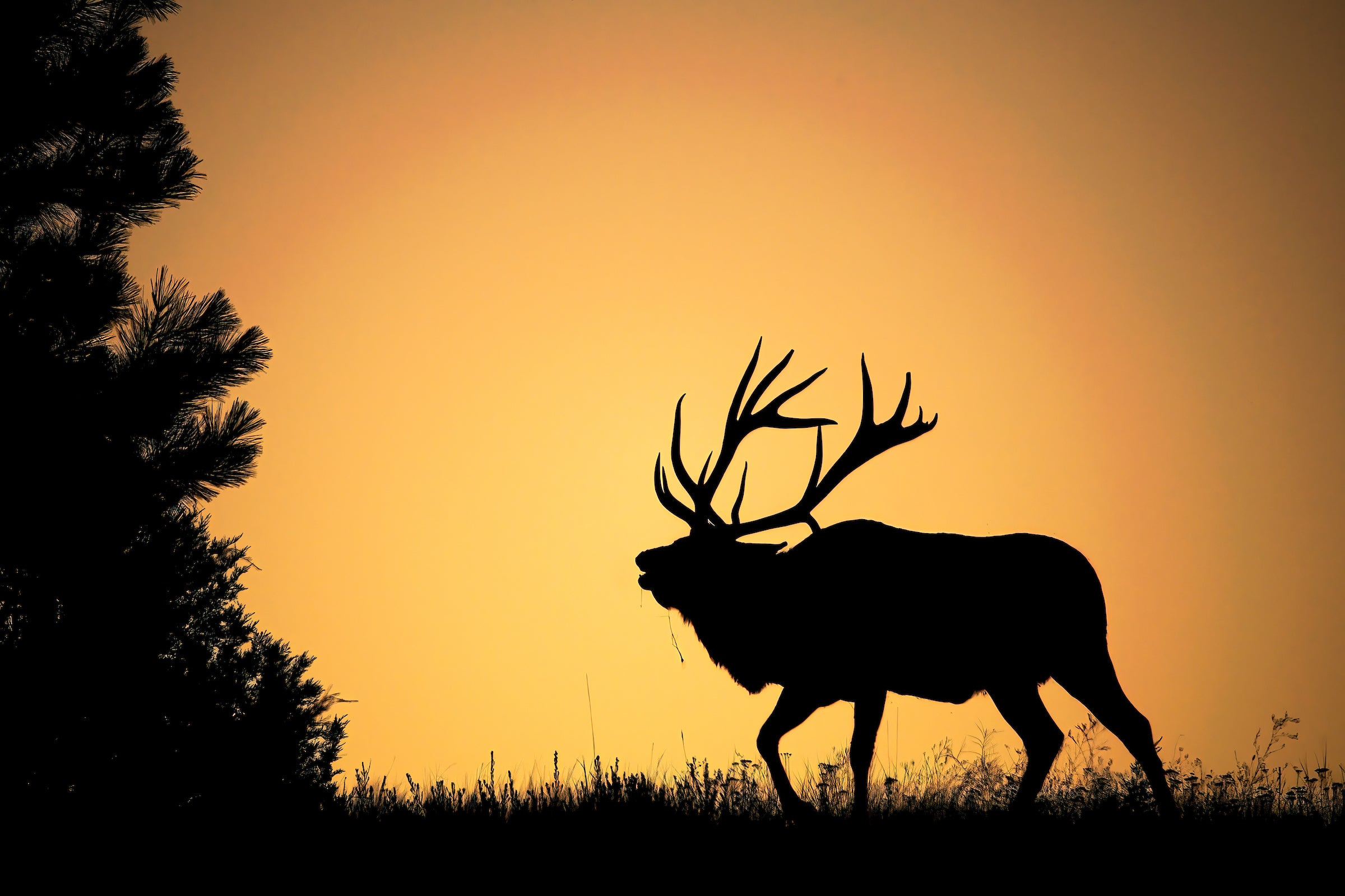 Montana Elk Showdown: Proposal Would Burn Public-Land Hunters Waiting to Draw Tags