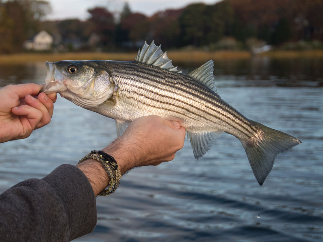 Find Your Last Bass of the Season