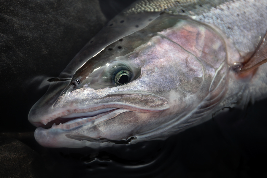 A Winter’s Hope: How to Hone Your Steelhead Skills in Times of Poor Returns