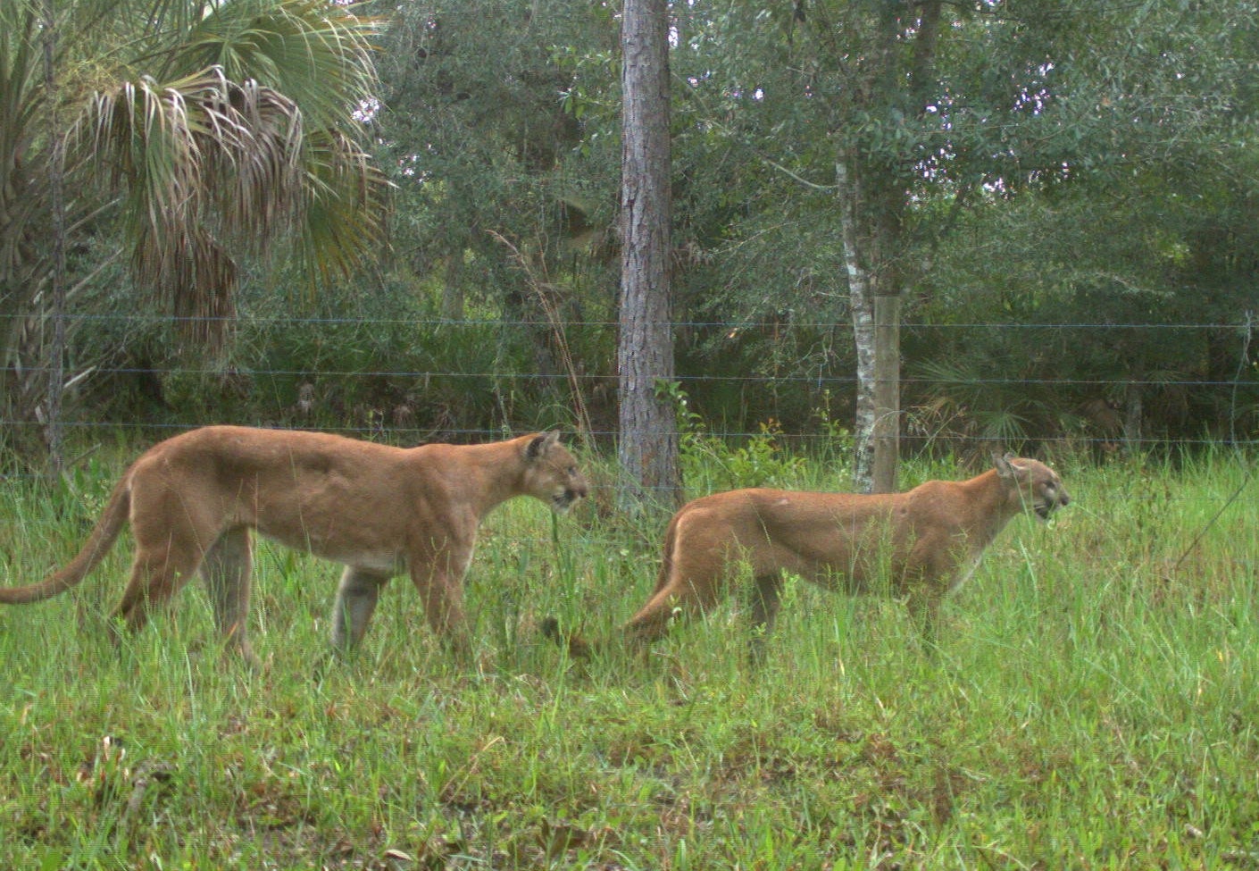These Are the First-Ever Photos of Florida Panthers Mating