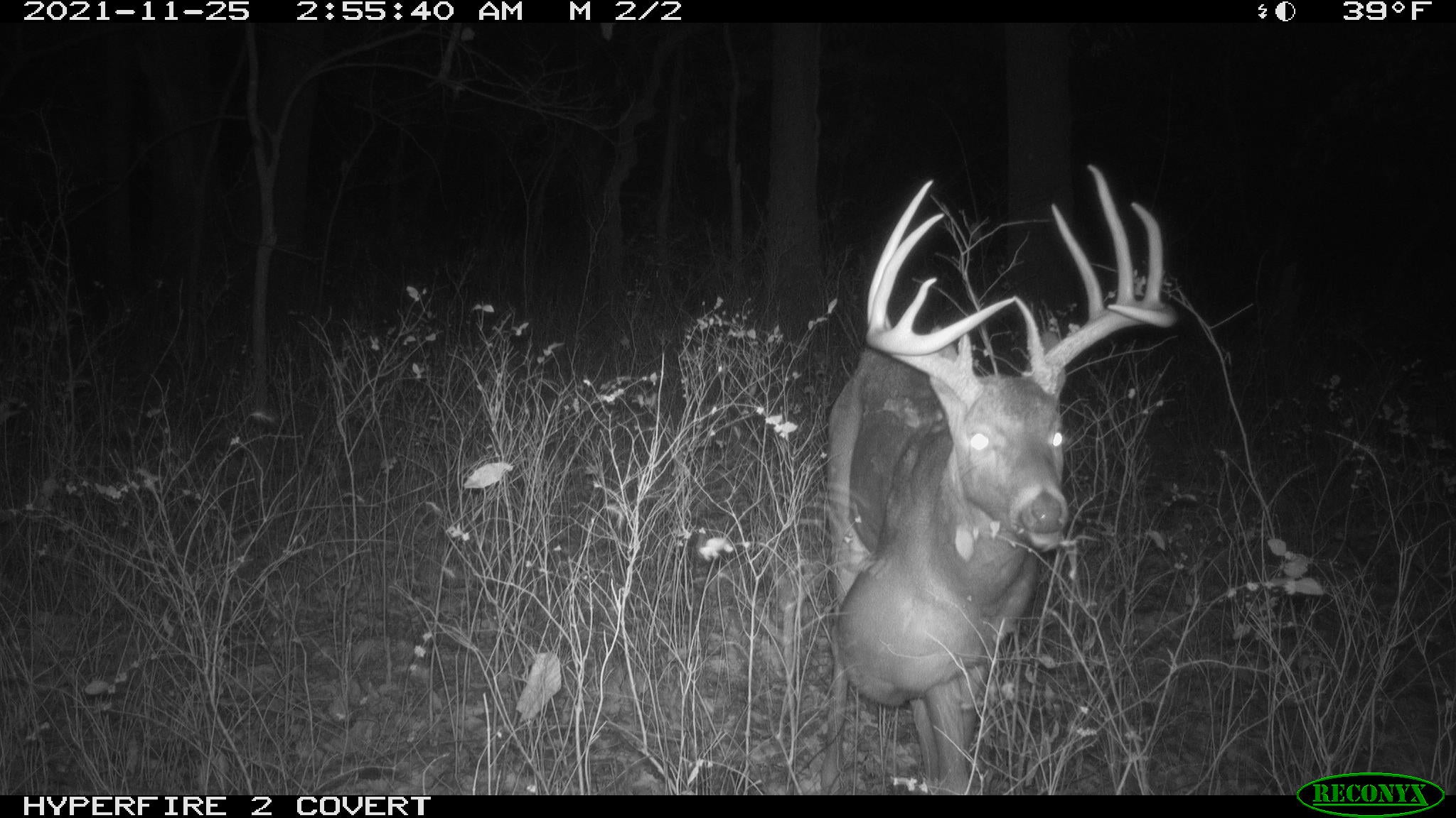 Bowhunter Kills 160-Class Buck with Basketball-Sized Growth