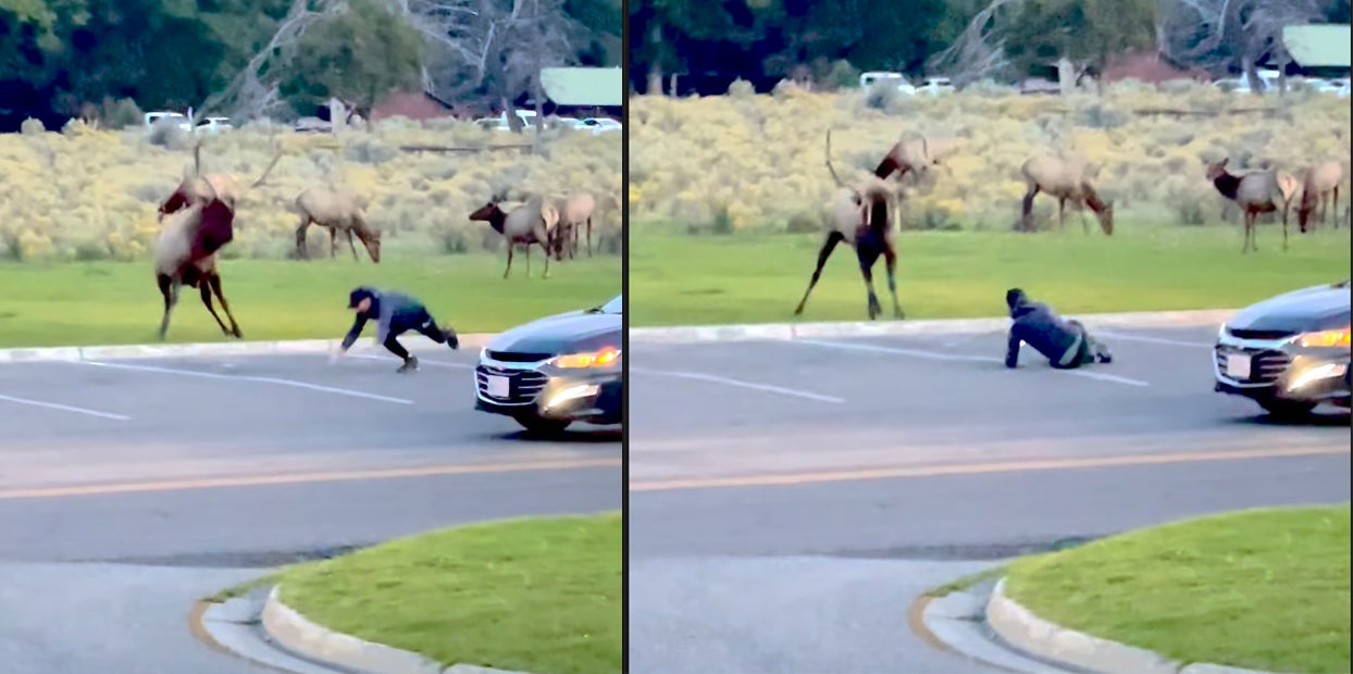 Video: Yellowstone Tourist Charged by Bull Elk, Trips