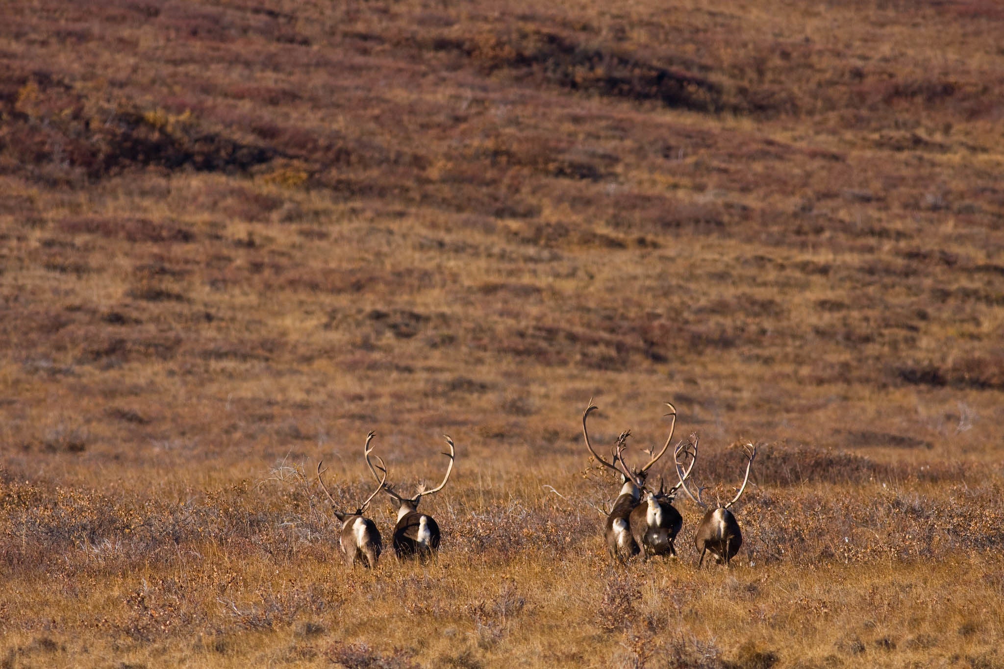 Western Arctic Caribou Herd Sees Dramatic and Mysterious Decline