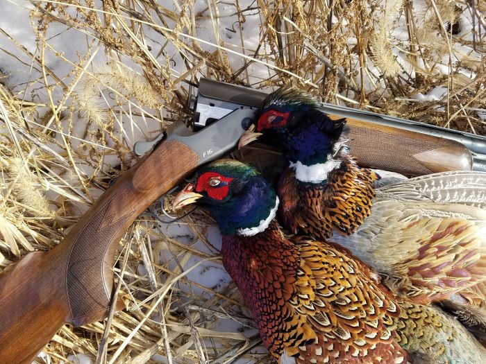 10 Ways to Kill More Late-Season Pheasants