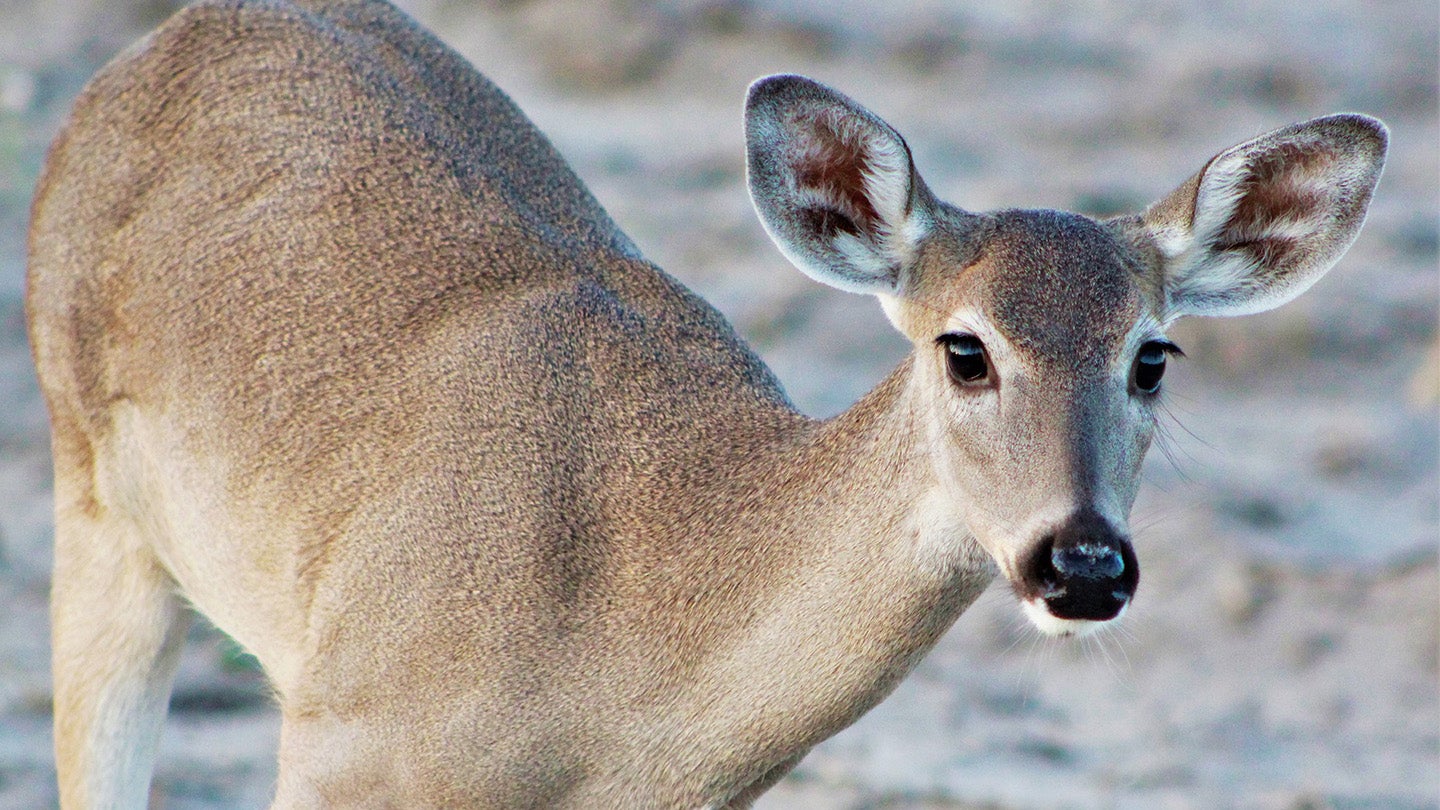 Chronic Wasting Disease Found In Alabama Whitetail Deer