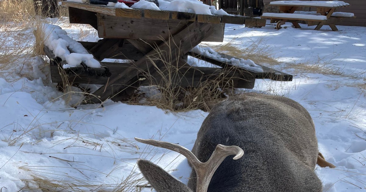A Colorado Mule Deer Snags Christmas Lights in Its Rack