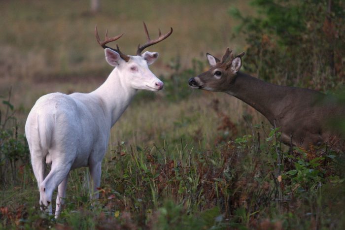 Would You Shoot an Albino Whitetail Deer?