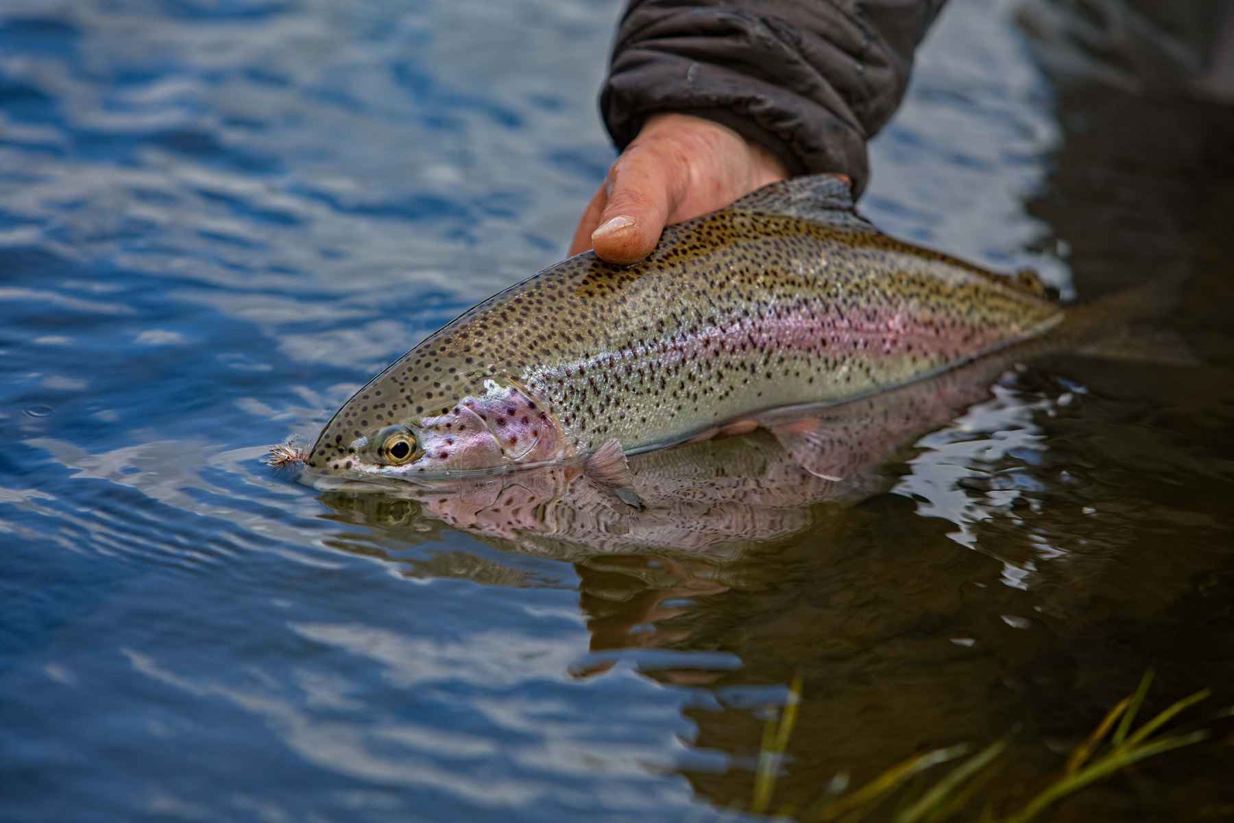 Natural movement—and why it matters to your fishing | Hatch Magazine