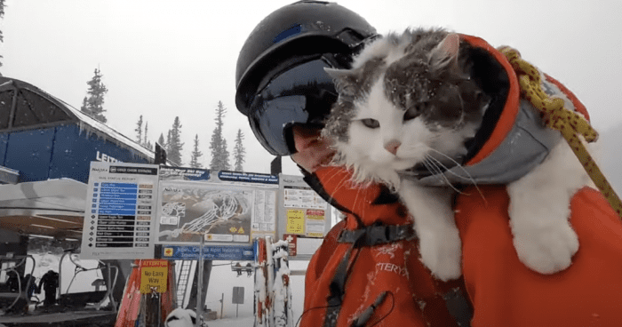 Gary the Cat Loves Chairlifts, Mellow Runs, and Aprés Head Scratches