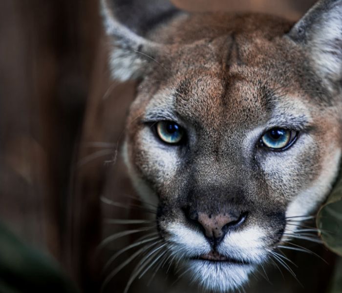 Mountain Lion Charges Hiker, Hiker Charges Lion, Hiker Wins