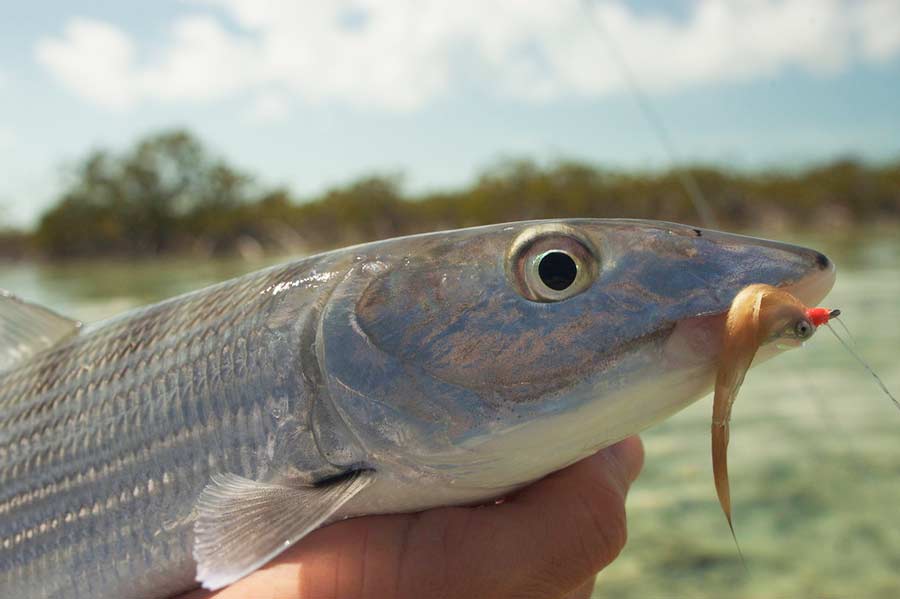 Pro Tips: Tom’s 5 Tips for Preparing for a Bonefish Trip
