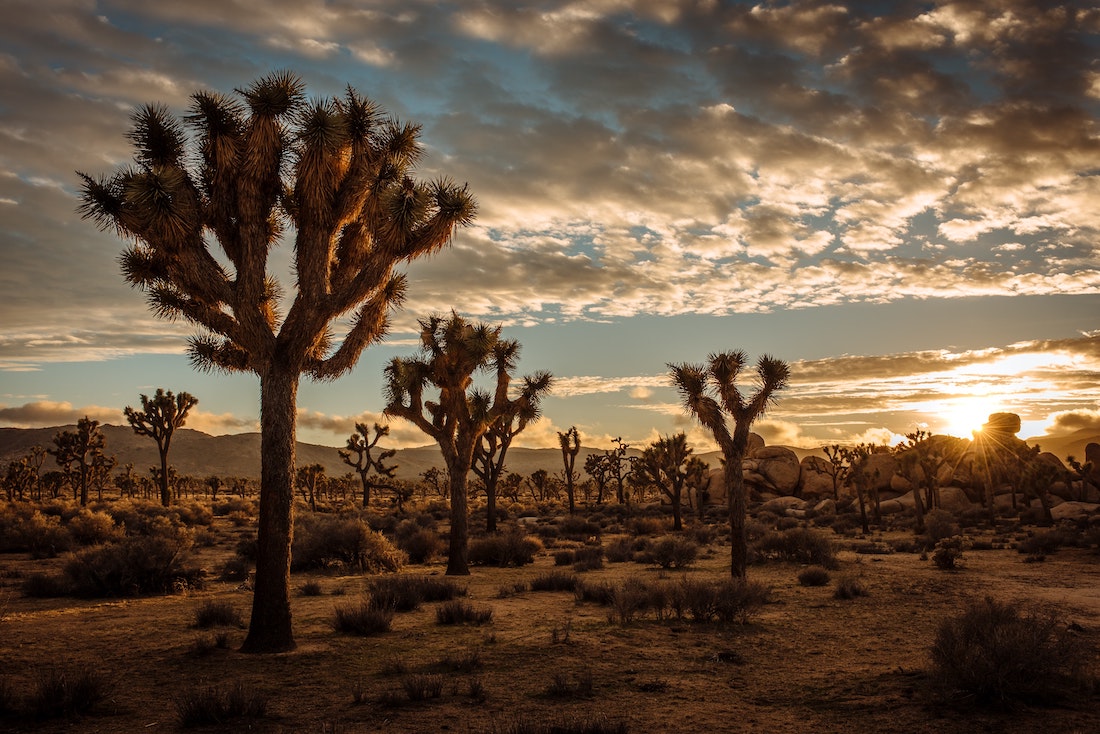 Step Right Up and Help Save the Joshua Tree
