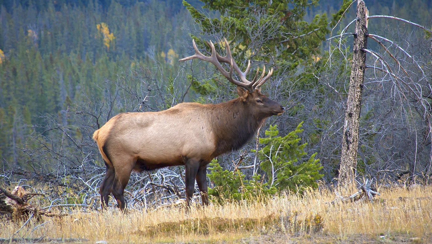Idaho Poacher Must Spend Three Elk Seasons In Jail