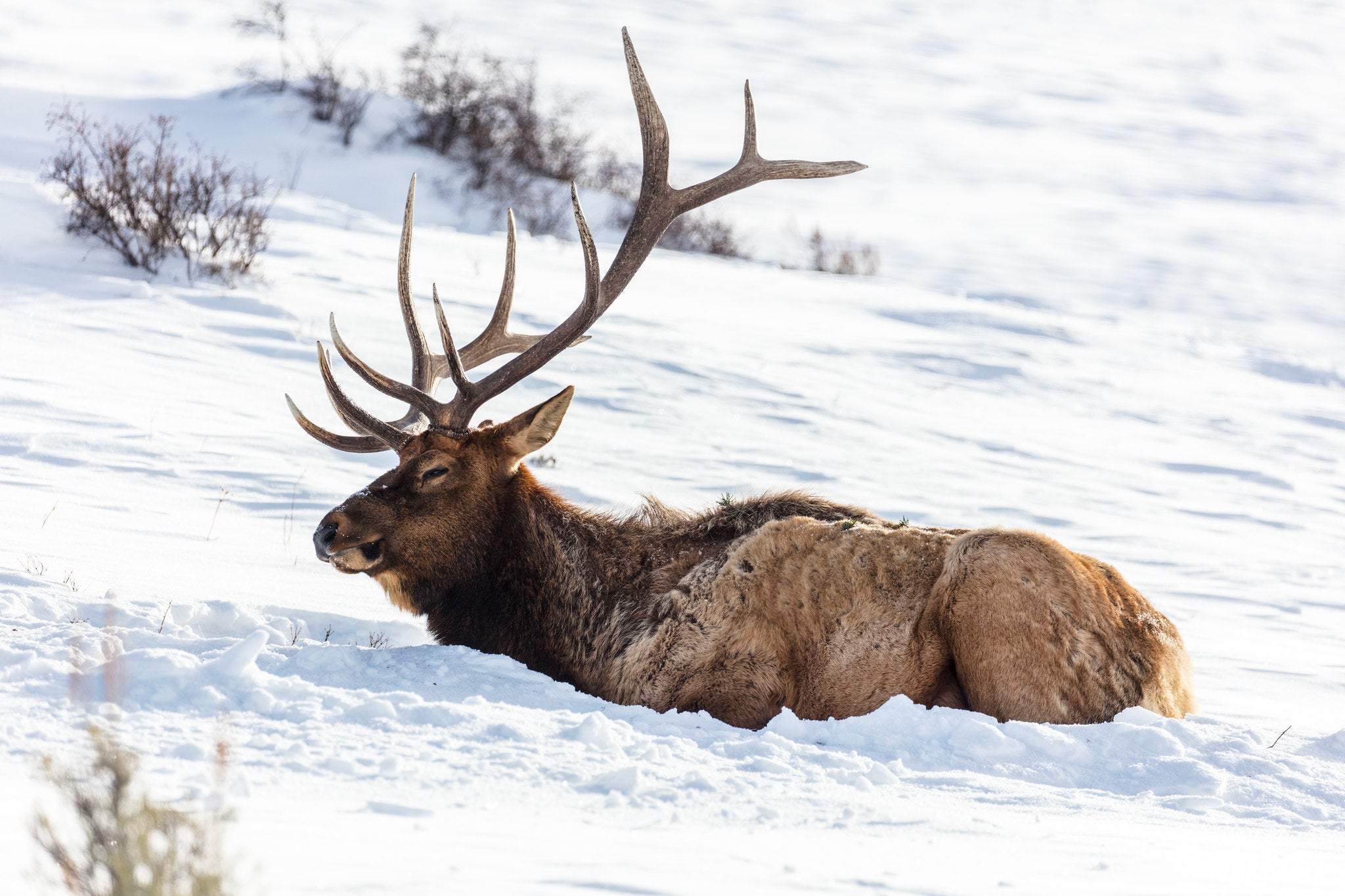 Poachers Kill Two Bull Elk, Paralyze a Third in Washington