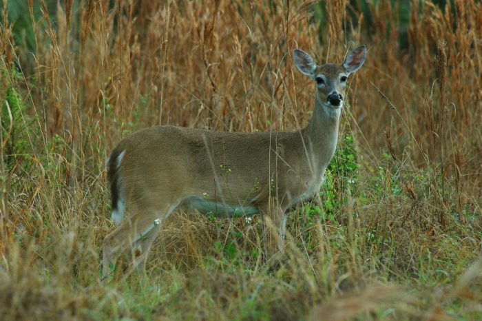 Chronic Wasting Disease Confirmed in Alabama