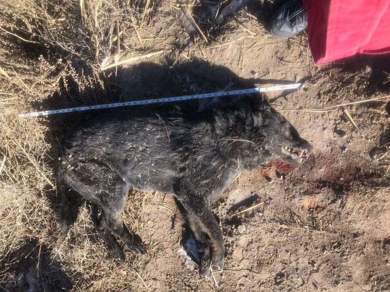 Utah Hunters Say They Found a Dead Wolf. Officials Say It’s a Hybrid