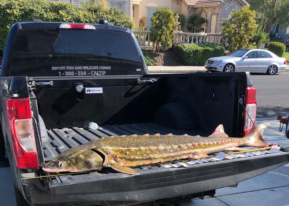Endangered Sturgeon Found in Toyota Safely Released