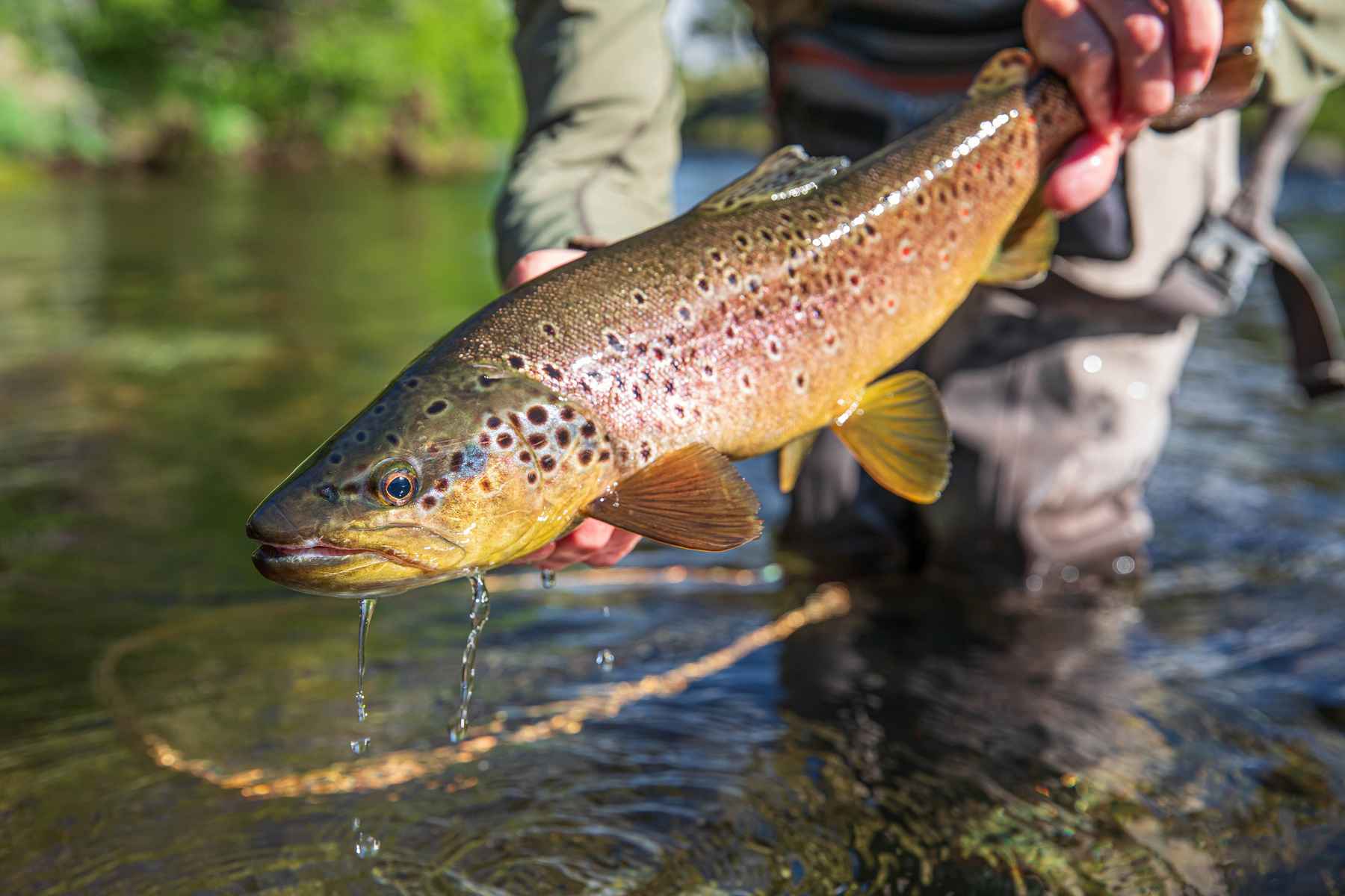 Quick takes: 12 trout fishing tips | Hatch Magazine