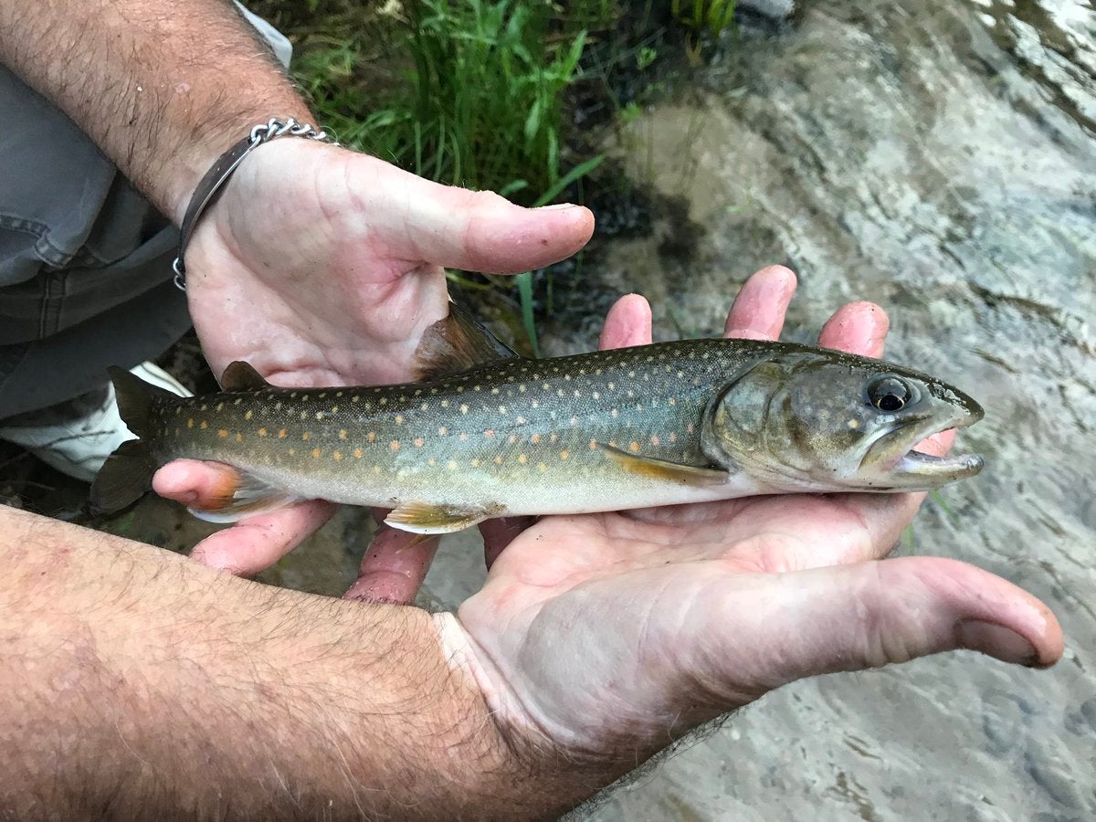 How Climate Change Is Affecting Montana Trout Species