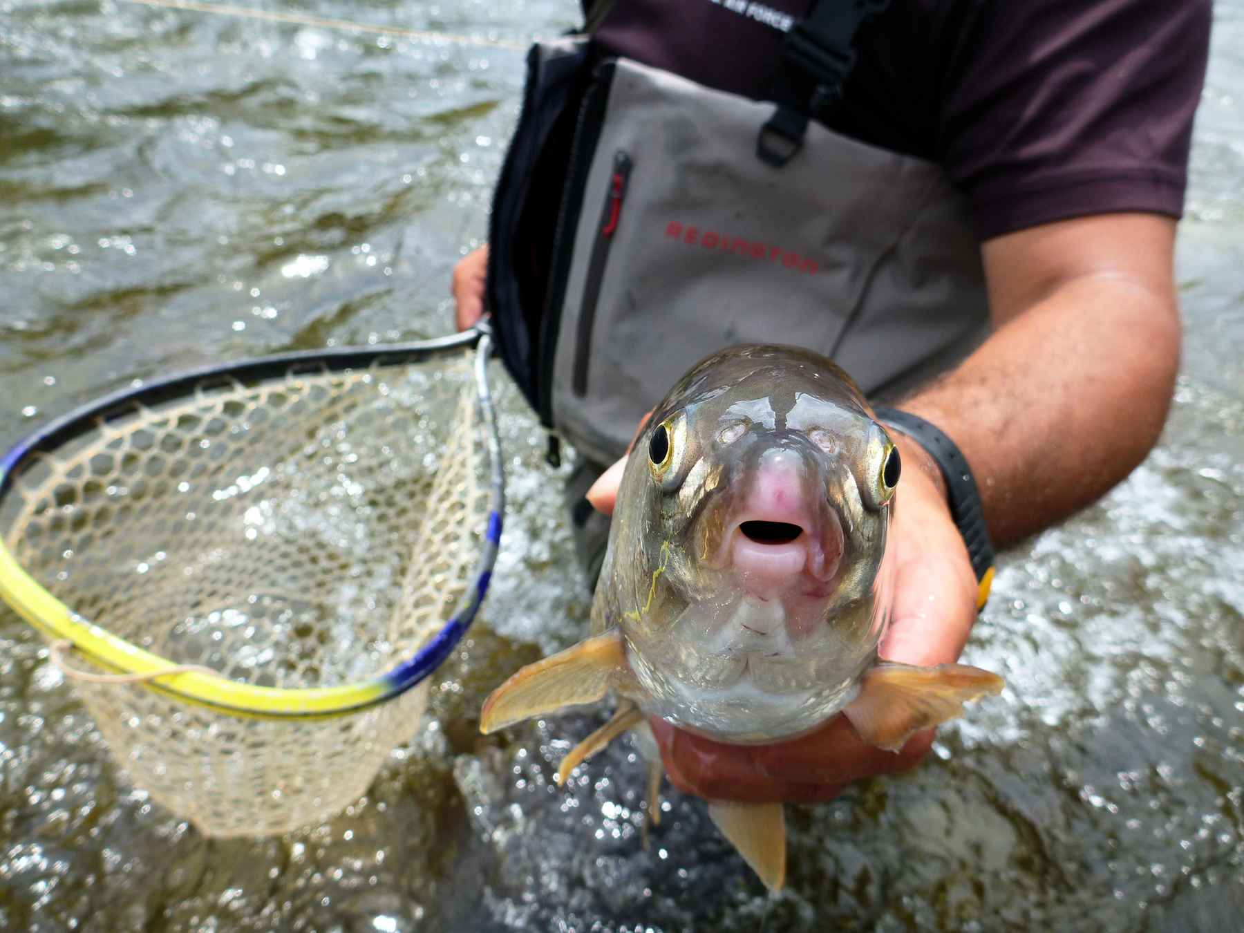 Why do so many trout anglers hate whitefish? | Hatch Magazine
