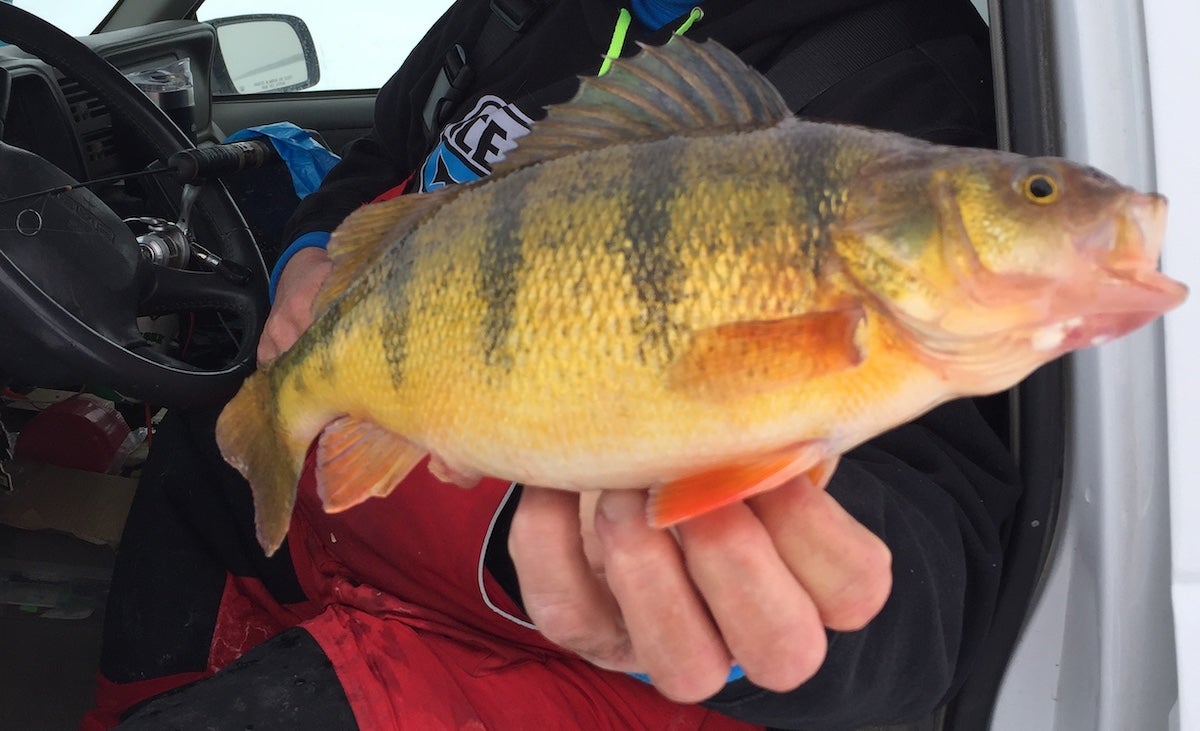 The Best Mobile Ice-Fishing Tactics for Perch