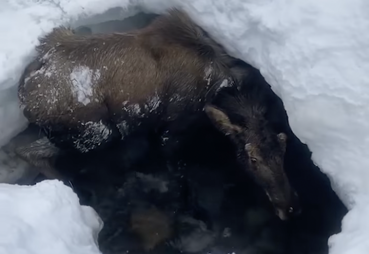 Video: Backcountry Snowmachiners Rescue Alaska Moose