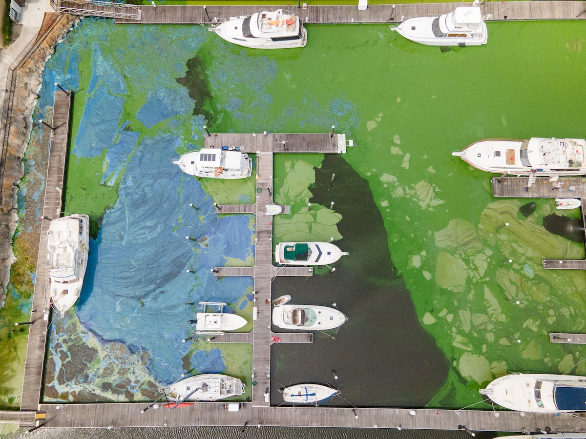 Florida Water Bill Could Make Toxic Algae Blooms Worse