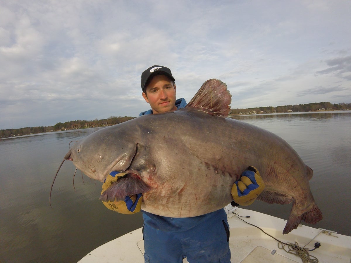Why North Carolina Is the Best Place for Big Blue Catfish