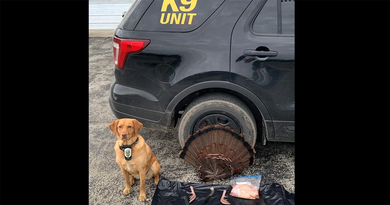 Police Dog Catches Ohio Turkey Poacher