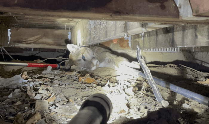 Officials Relocate Mountain Lion Discovered Under a Porch in Boulder